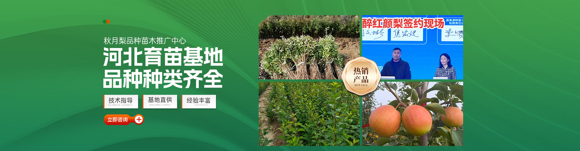 河北衡水玉露香梨_杜梨苗/海棠苗/秋月梨苗苗木培育厂家