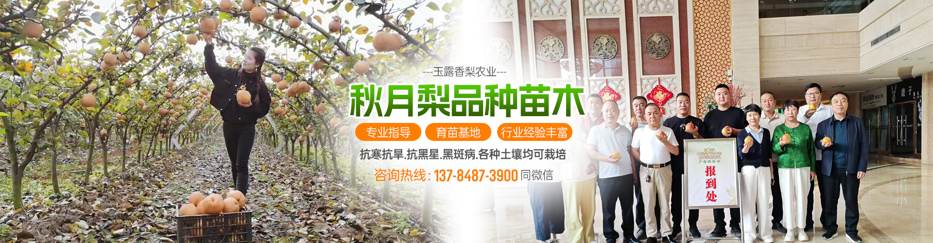 河北衡水玉露香梨_杜梨苗/海棠苗/秋月梨苗苗木培育厂家