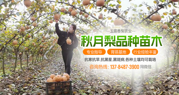 河北衡水玉露香梨_杜梨苗/海棠苗/秋月梨苗苗木培育厂家