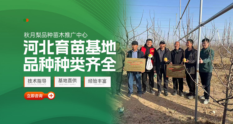 河北衡水玉露香梨_杜梨苗/海棠苗/秋月梨苗苗木培育厂家