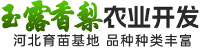 河北衡水玉露香梨_杜梨苗/海棠苗/秋月梨苗苗木培育厂家