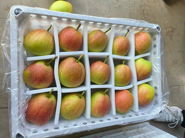 醉红颜梨